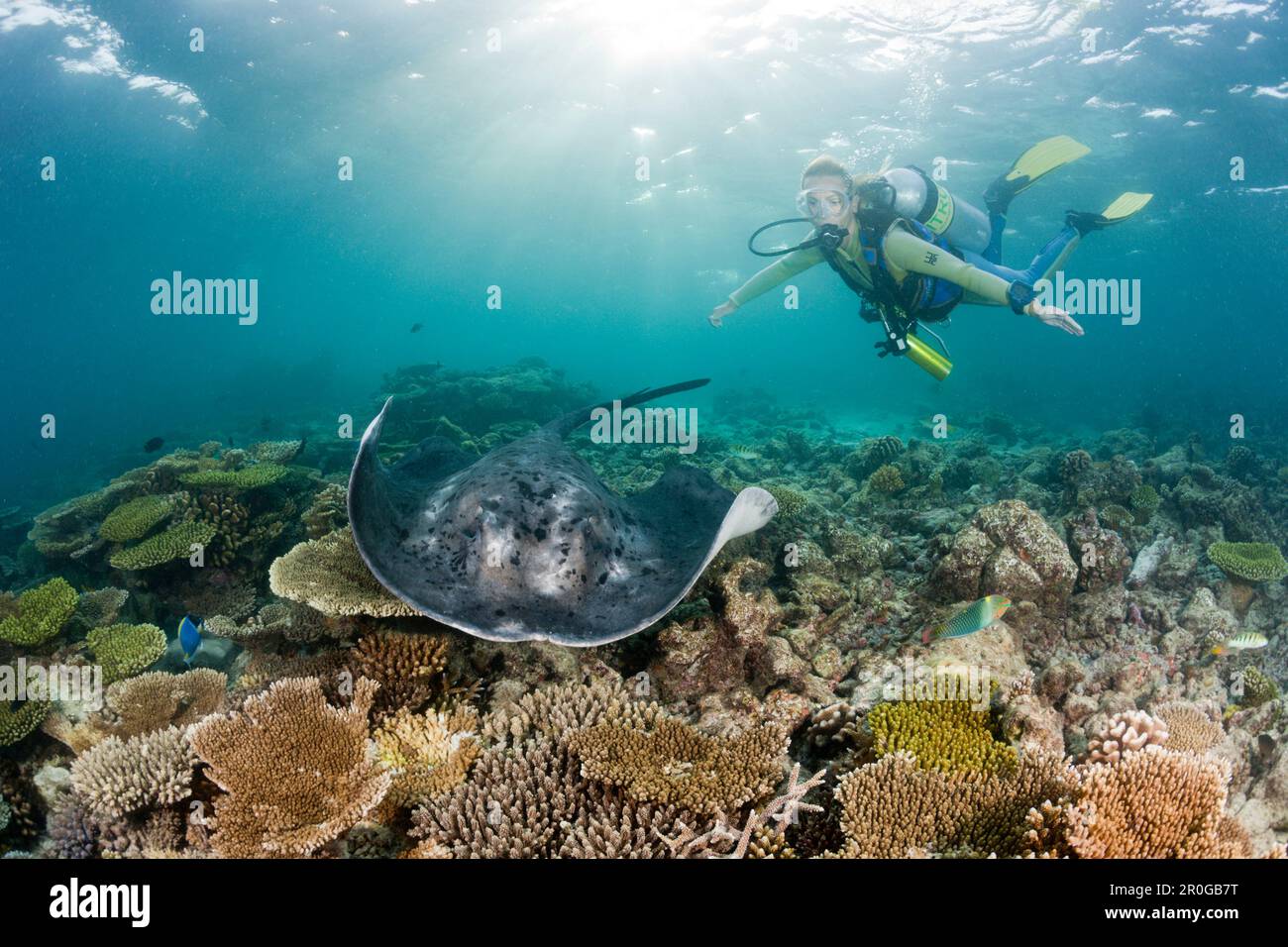 Schwarzfleckenrochen und Taucher, Taeniura Meyeni, Malediven, Ellaidhoo House Reef, North Ari Atoll Stockfoto