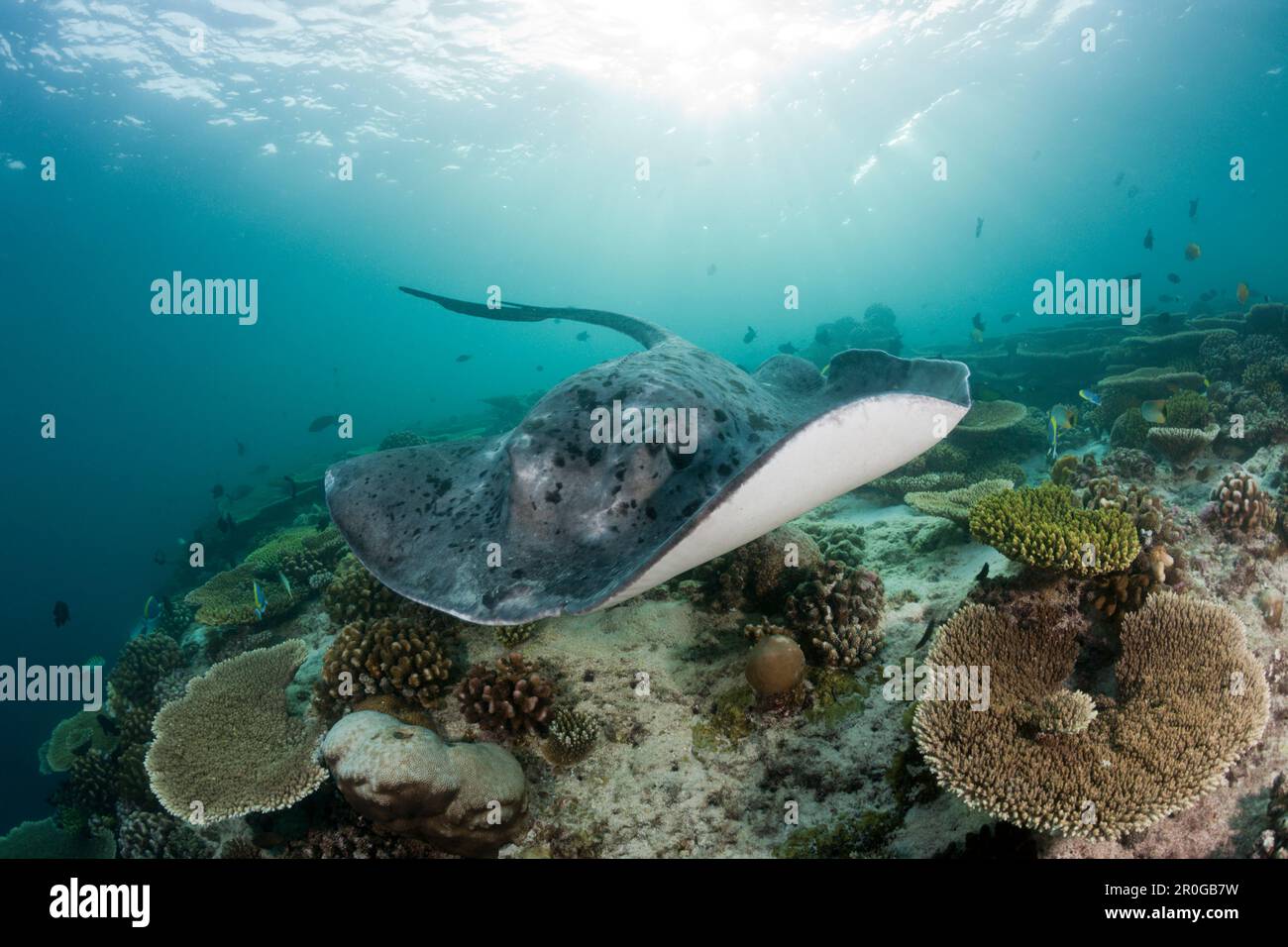 Schwarzfleckenrochen, Taeniura Meyeni, Malediven, Ellaidhoo House Reef, Nord-Ari-Atoll Stockfoto