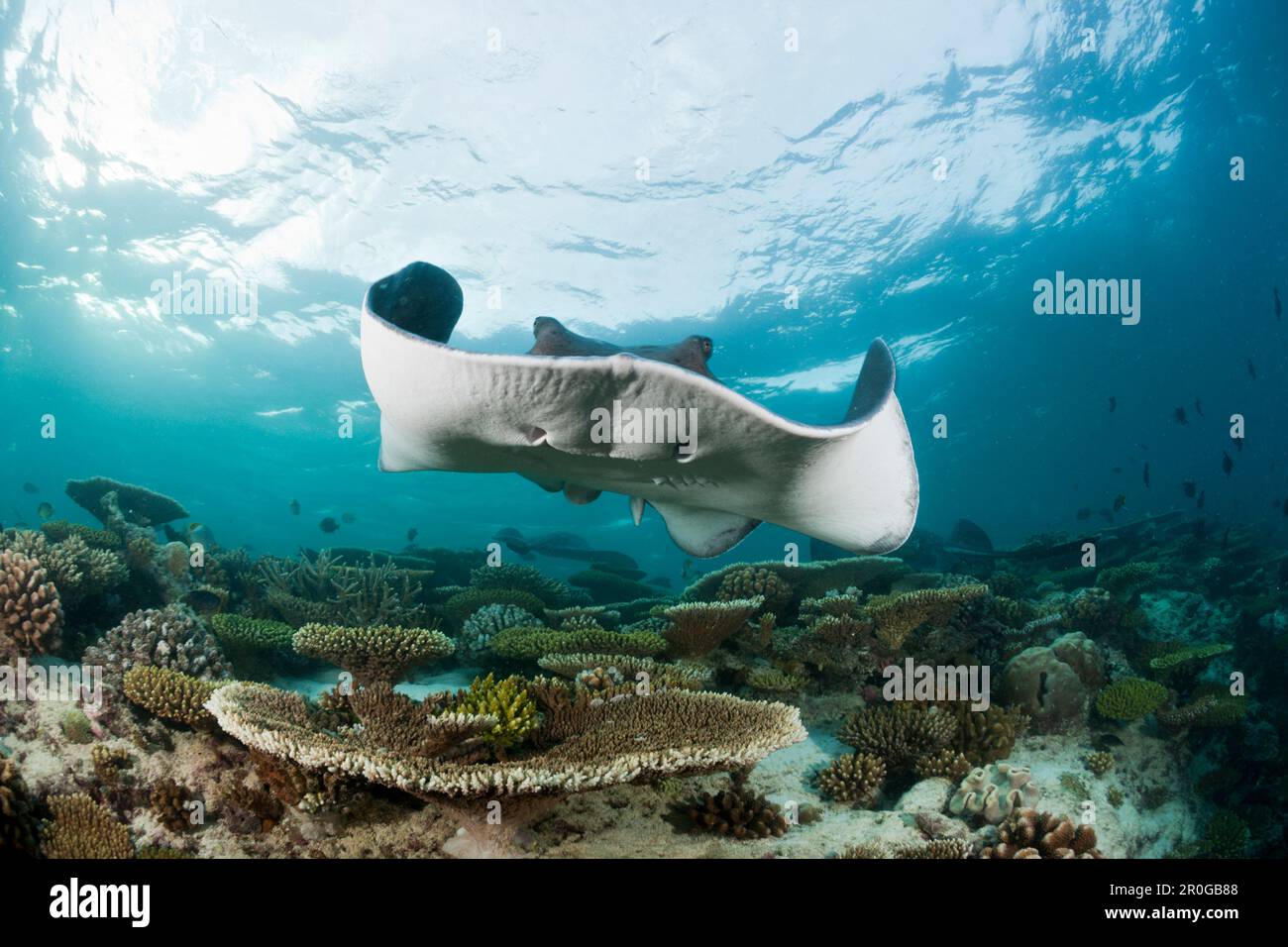 Schwarzfleckenrochen, Taeniura Meyeni, Malediven, Ellaidhoo House Reef, Nord-Ari-Atoll Stockfoto