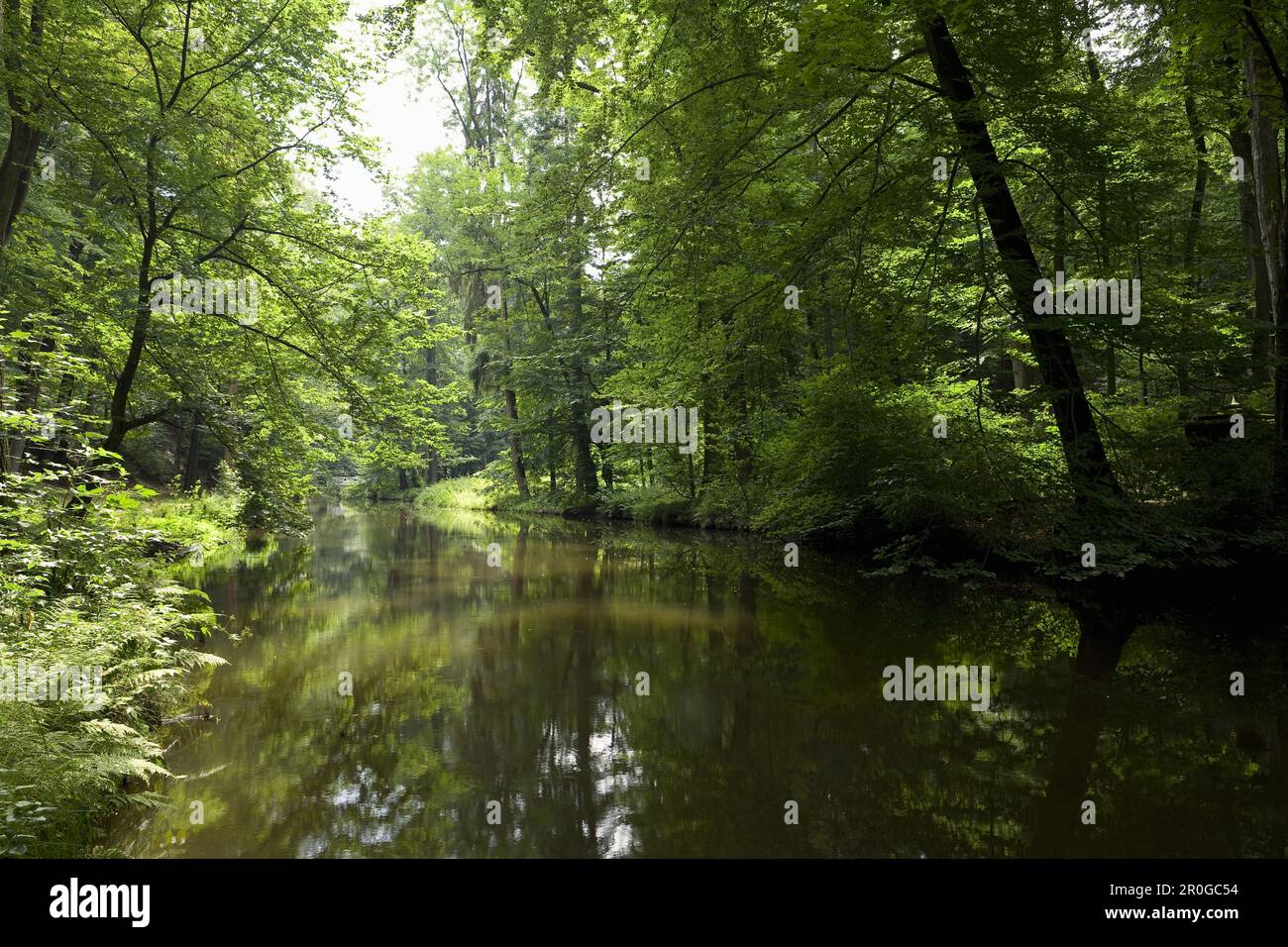 Landschaftsgarten im Seifersdorfer Tal, Wachau, Seifersdorf in der Nähe von Dresden, Sachsen, Deutschland, Europa Stockfoto