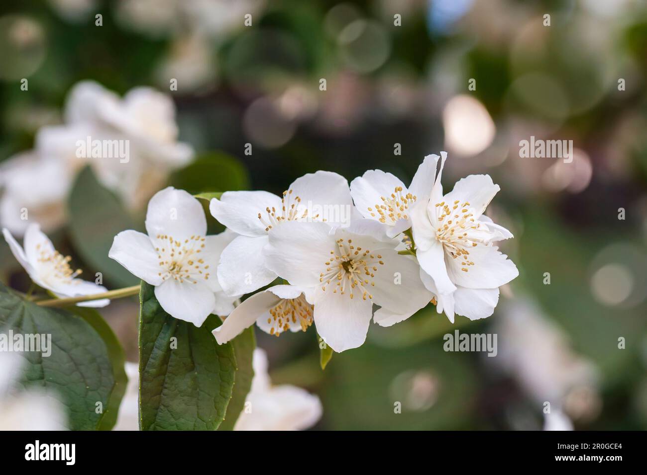 Blühende süße, orangefarbene Nahaufnahme. Zarte, duftende weiße Blumen im Frühling, Frühsommer Stockfoto