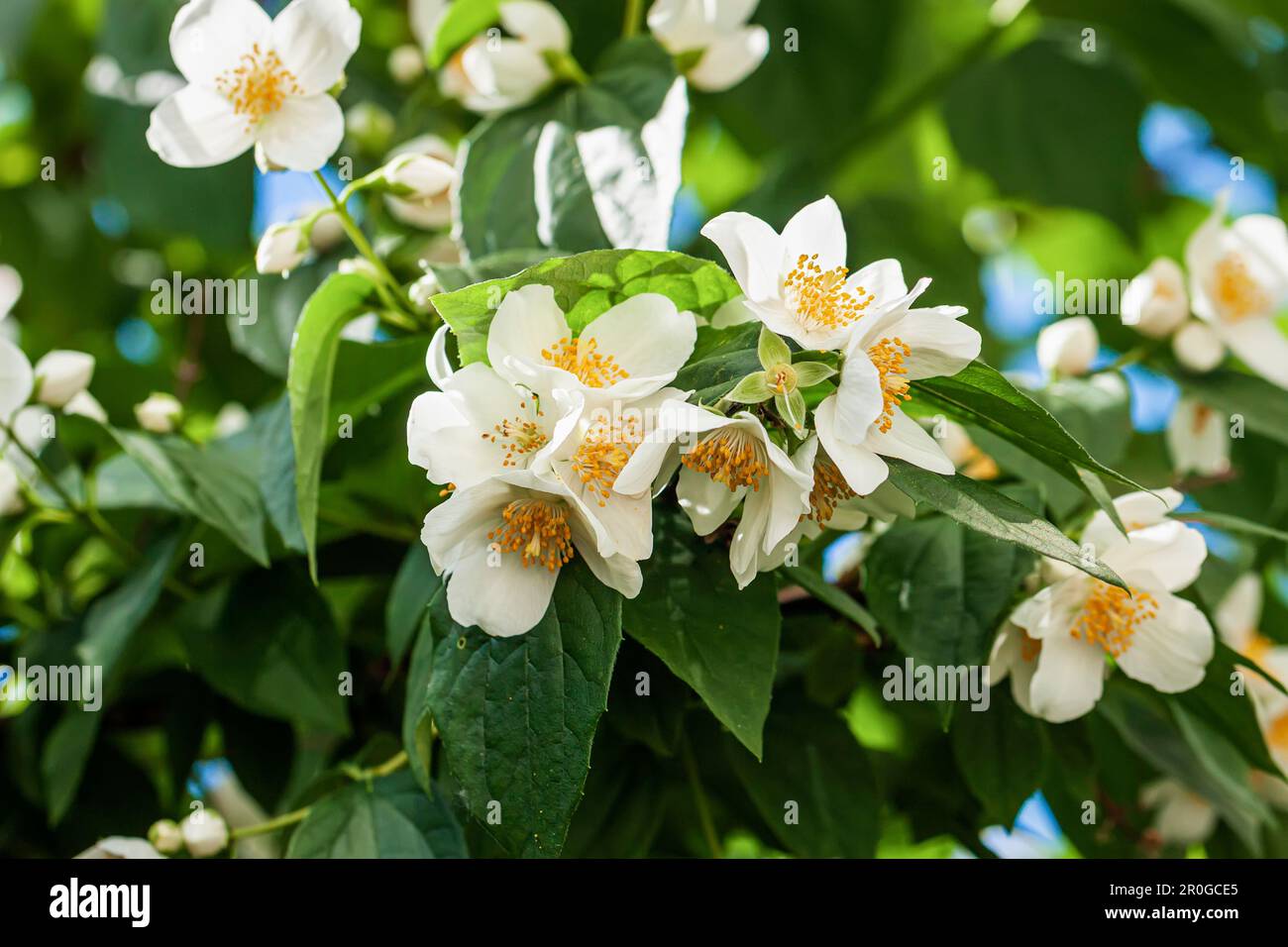 Blühende süße, orangefarbene Nahaufnahme. Natürlicher Hintergrund, Frühlings- und Sommerkonzept Stockfoto