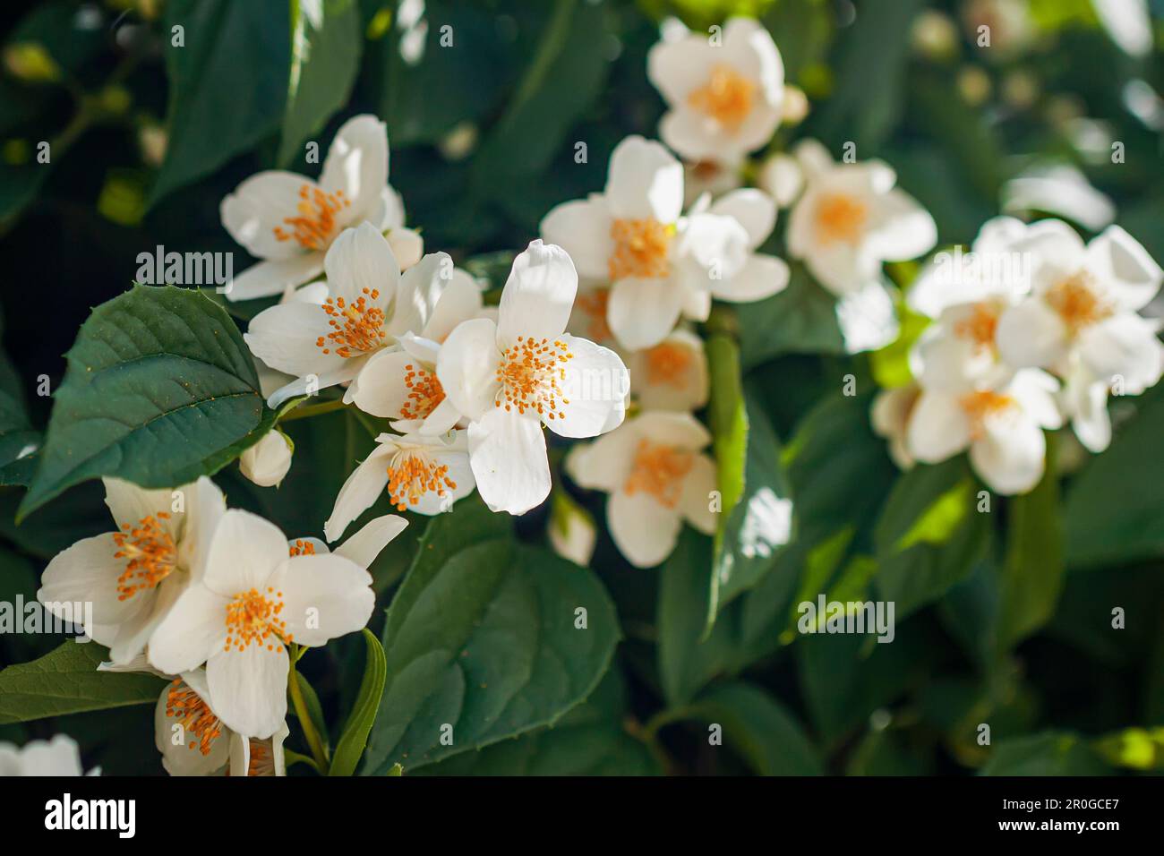 Schließen Sie den Jasmin-Zweig. Natürlicher Hintergrund, Frühlingssommer-Konzept Stockfoto