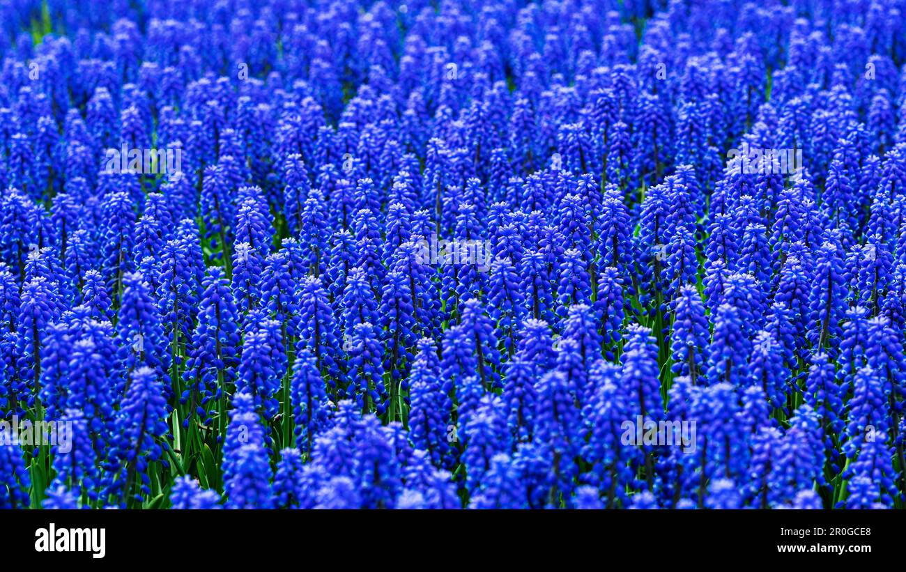 Blaue Muscari-Blüten auf der Frühlingswiese, heller Frühling natürlicher Hintergrund. Gartenarbeit, Landschaftsgestaltung Stockfoto