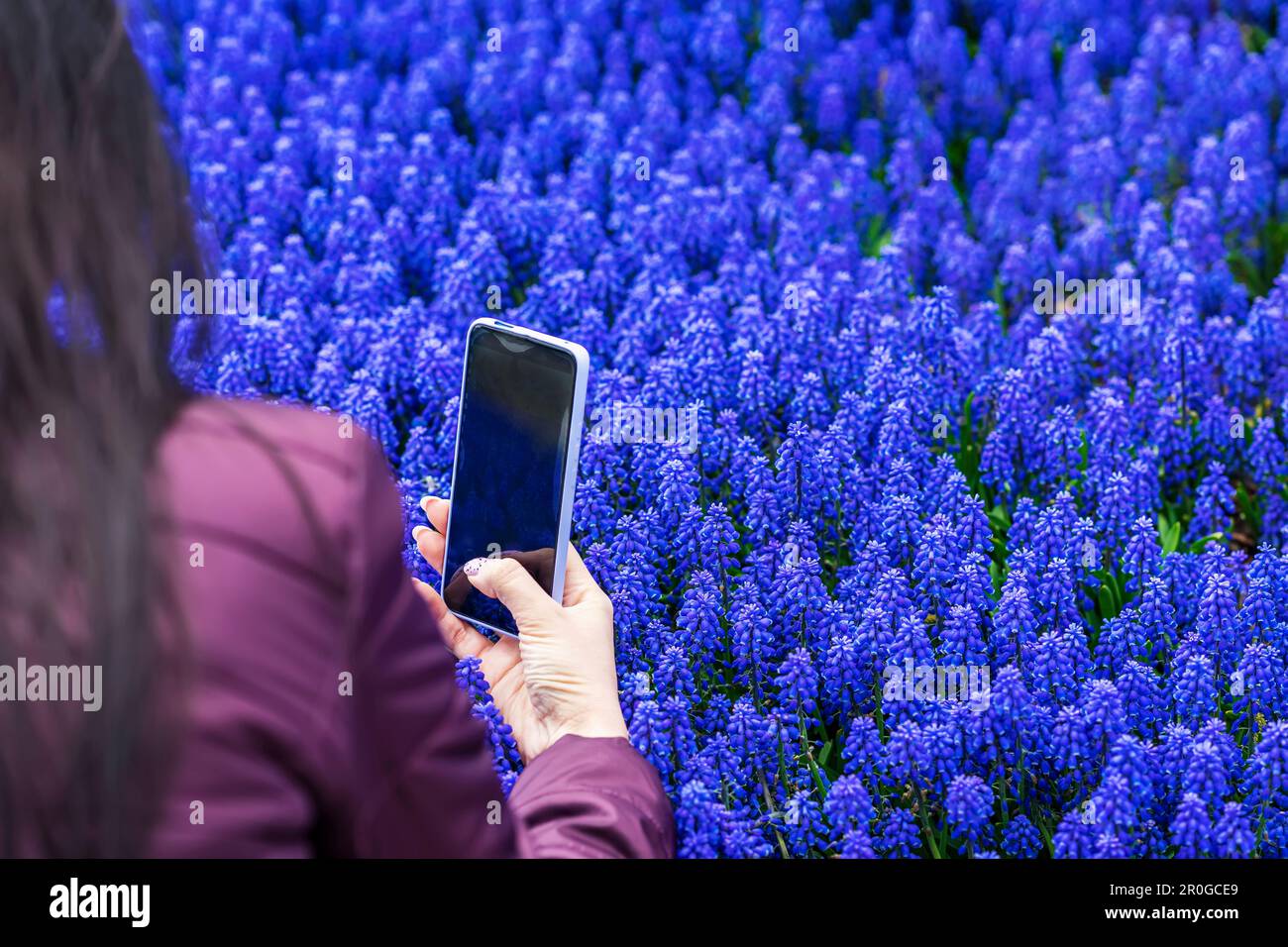 Die Hand eines Mädchens hält ein Smartphone und fotografiert leuchtend blaue Blumen Muscari, Frühlingsblumen. Blühen in der Natur, moderne Technologie Stockfoto