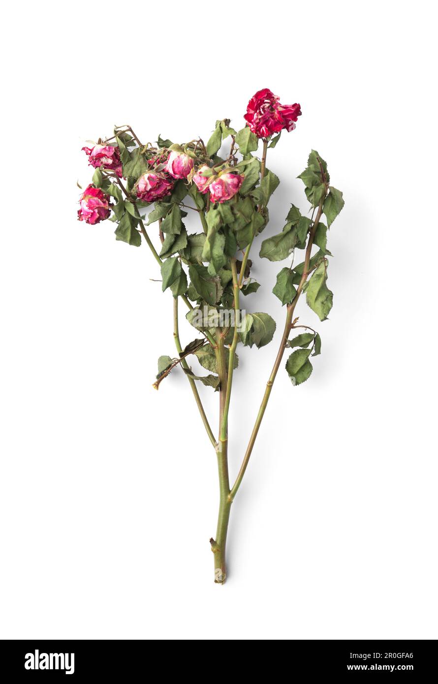 Zweig toter Rosen isoliert. Trockne rosa Rosen auf weißem Hintergrund von oben. Konzeptionelle Zusammensetzung getrockneter Blüten und Blätter. Unglückliche Liebe. Verlust. Stockfoto