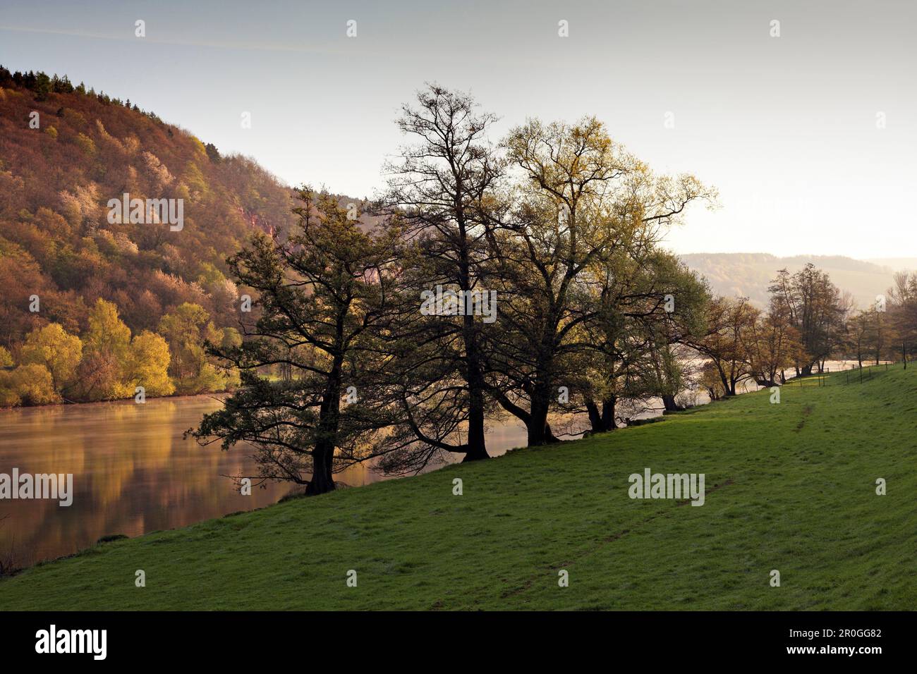 Erle am Flussufer, nahe Freudenberg, Main River, Odenwald, Spessart, Franken, Bayern, Deutschland, Erlen Stockfoto