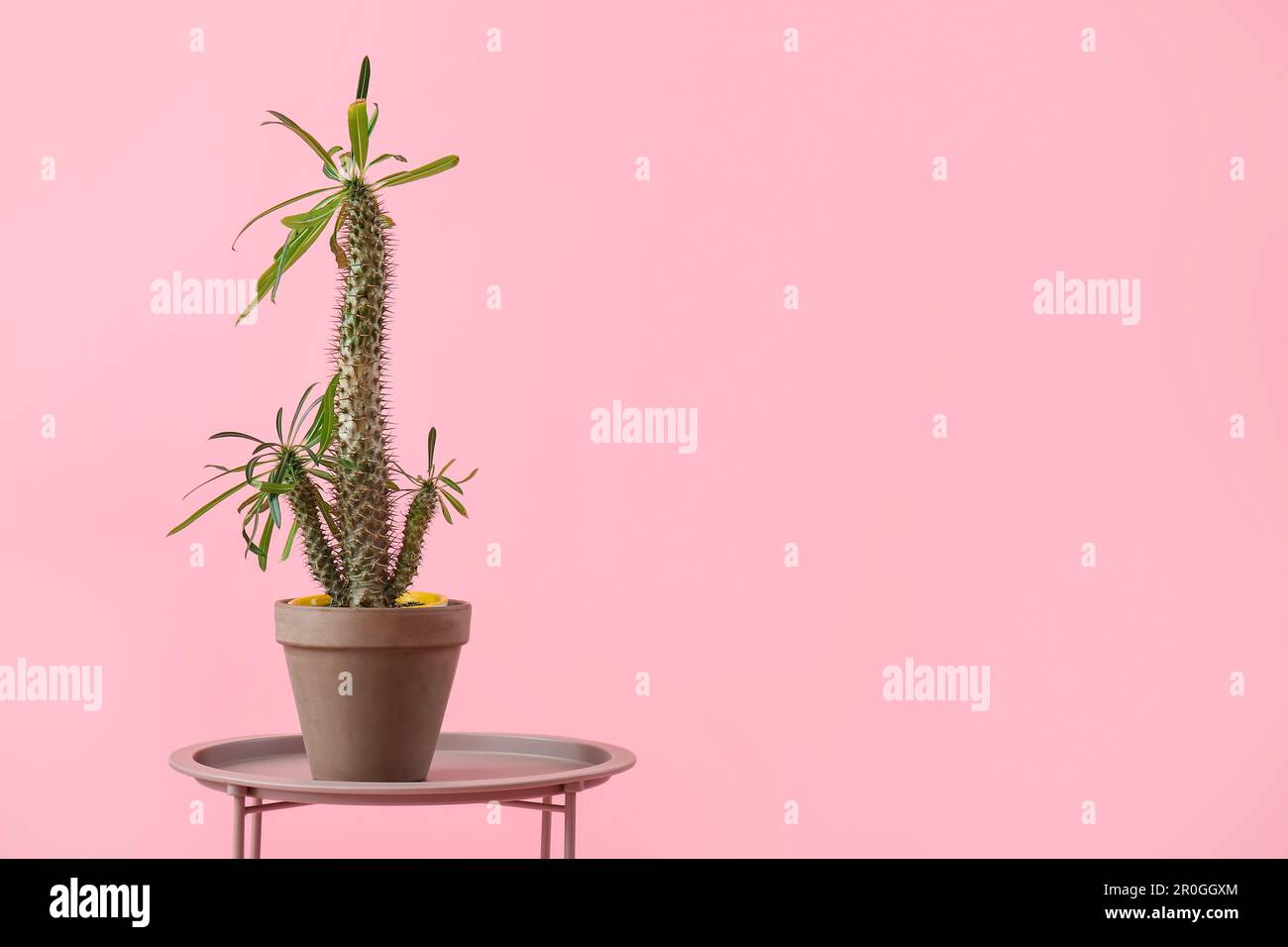 kentia palm Kentia Palm main image 1