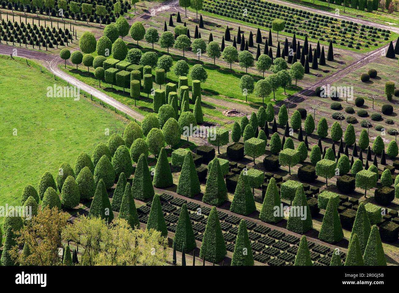 Luftaufnahme eines Baumgartens mit geometrisch beschnittenen Bäumen, leer, Niedersachsen, Deutschland Stockfoto