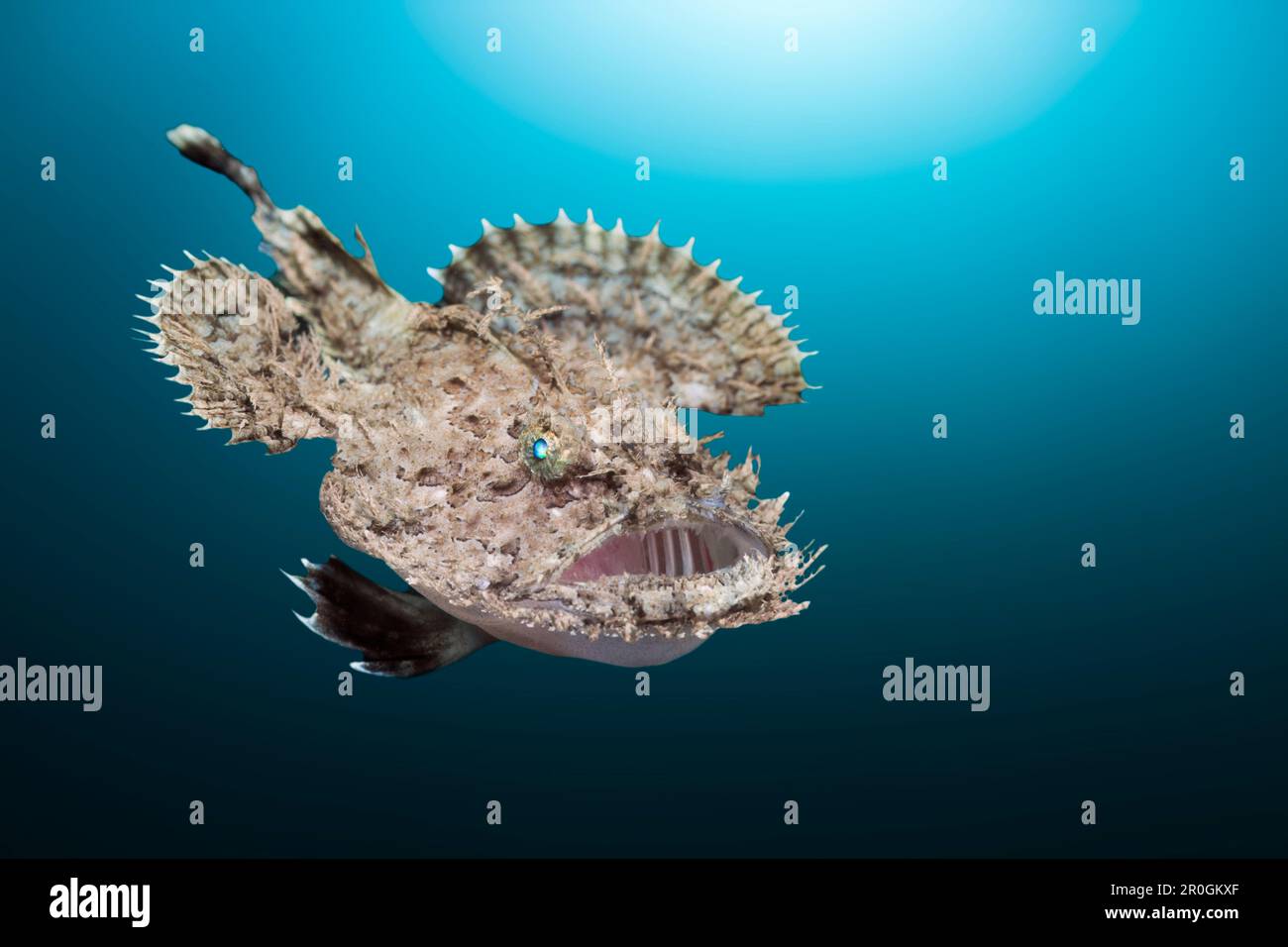 seeteufel-lophius-budegassa-costa-brava-fotos-und-bildmaterial-in
