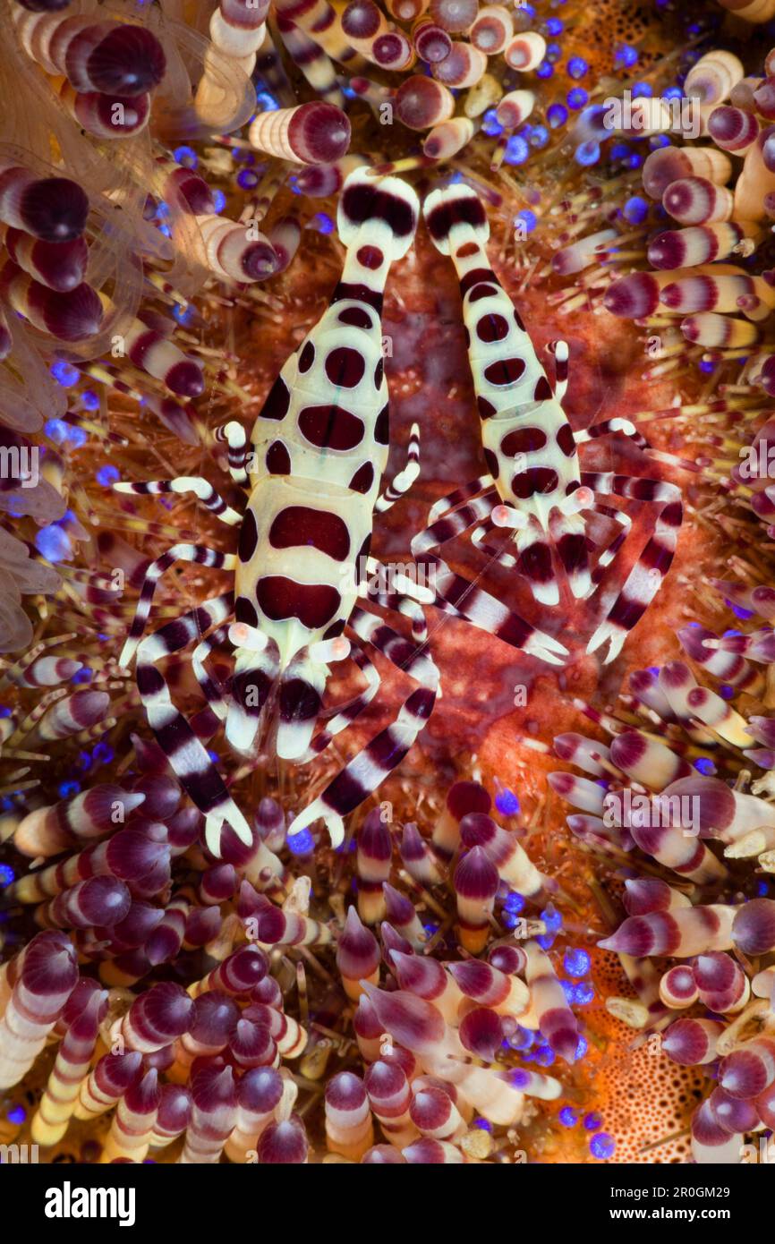 Kommensale Garnelen von Feuer Seeigel, Periclimenes Colemani Alam Batu, Bali, Indonesien Stockfoto