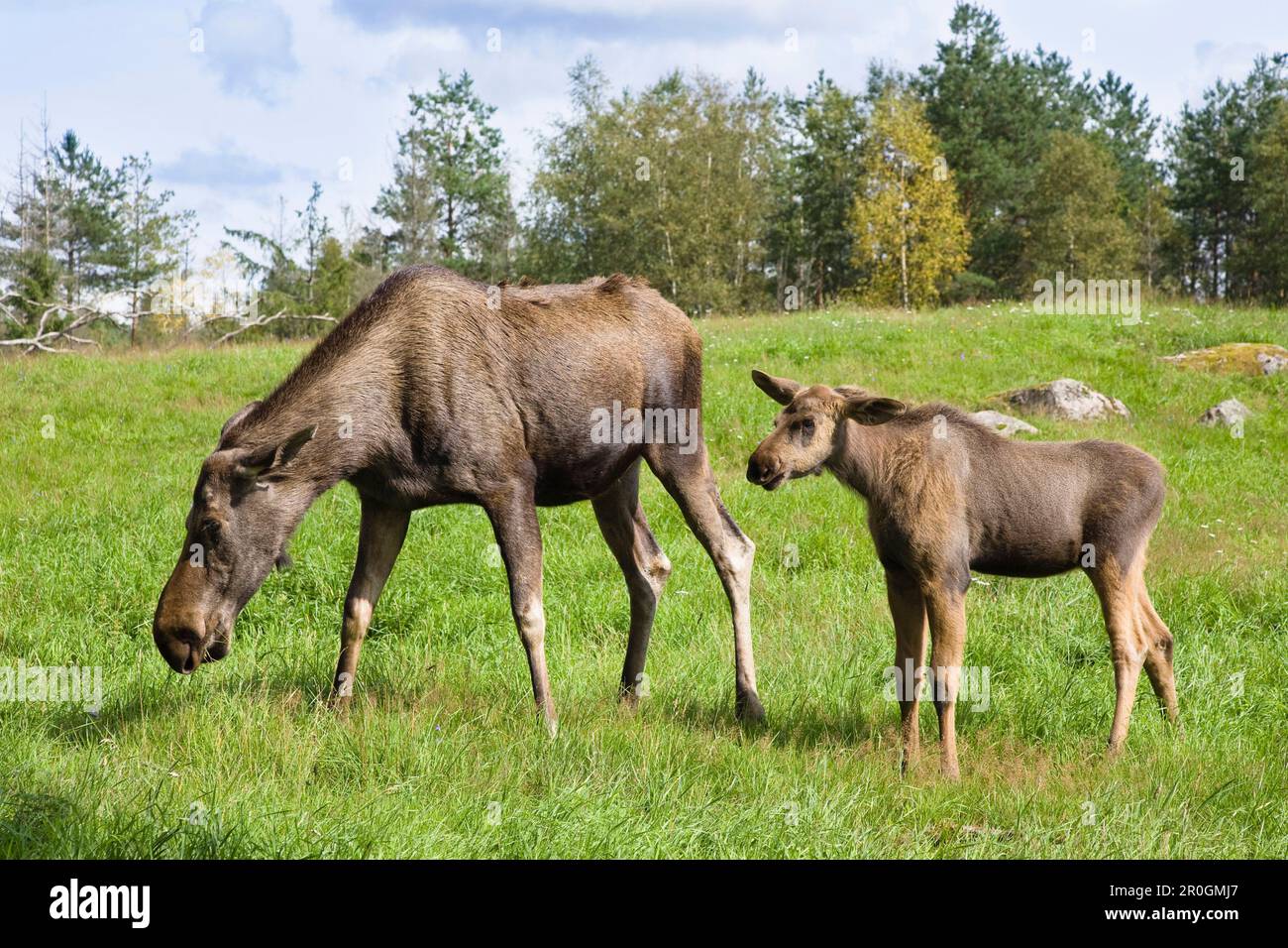 Eurasischer Wapitihirsch mit Kalb, Schweden Stockfoto