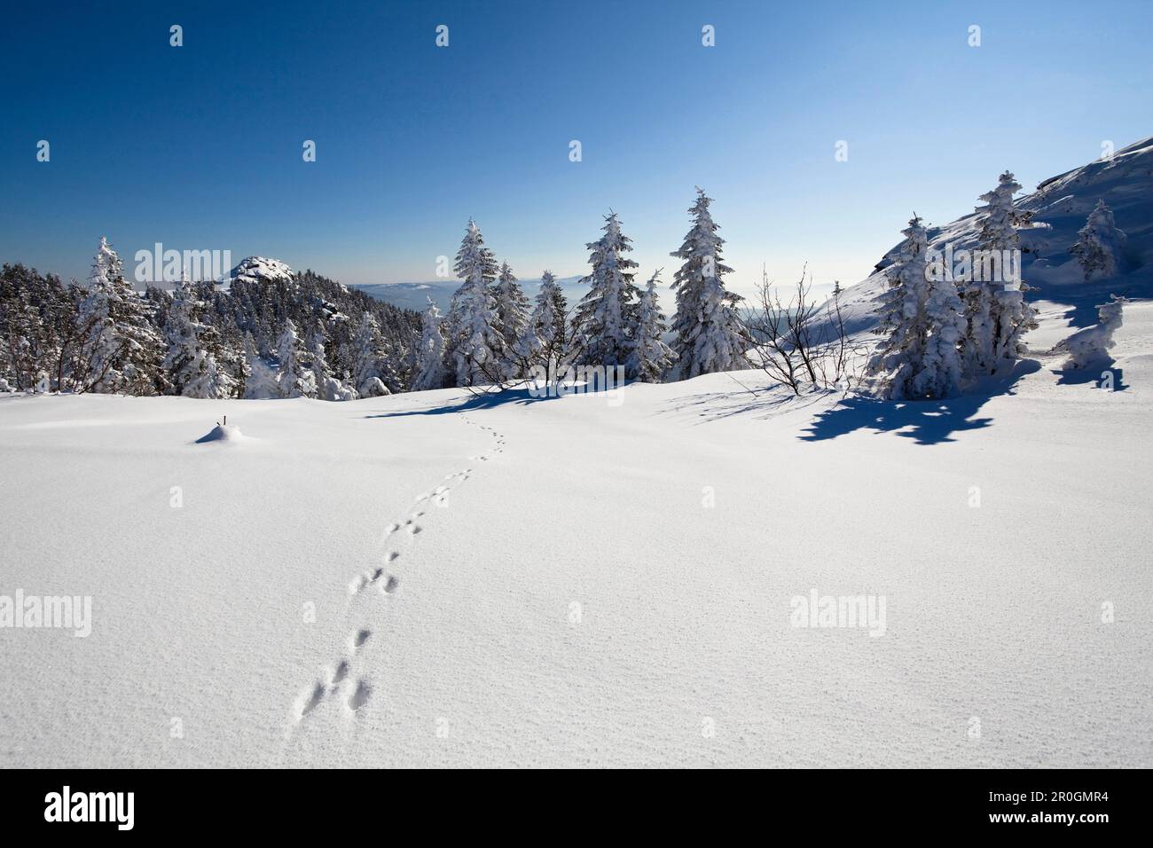 Schneebedeckte Fichten- und Hasenpfade, Great Arber Mountain, Bayerischer Wald, Bayerischer Eisenstein, Niederbayern, Deutschland, Europa Stockfoto