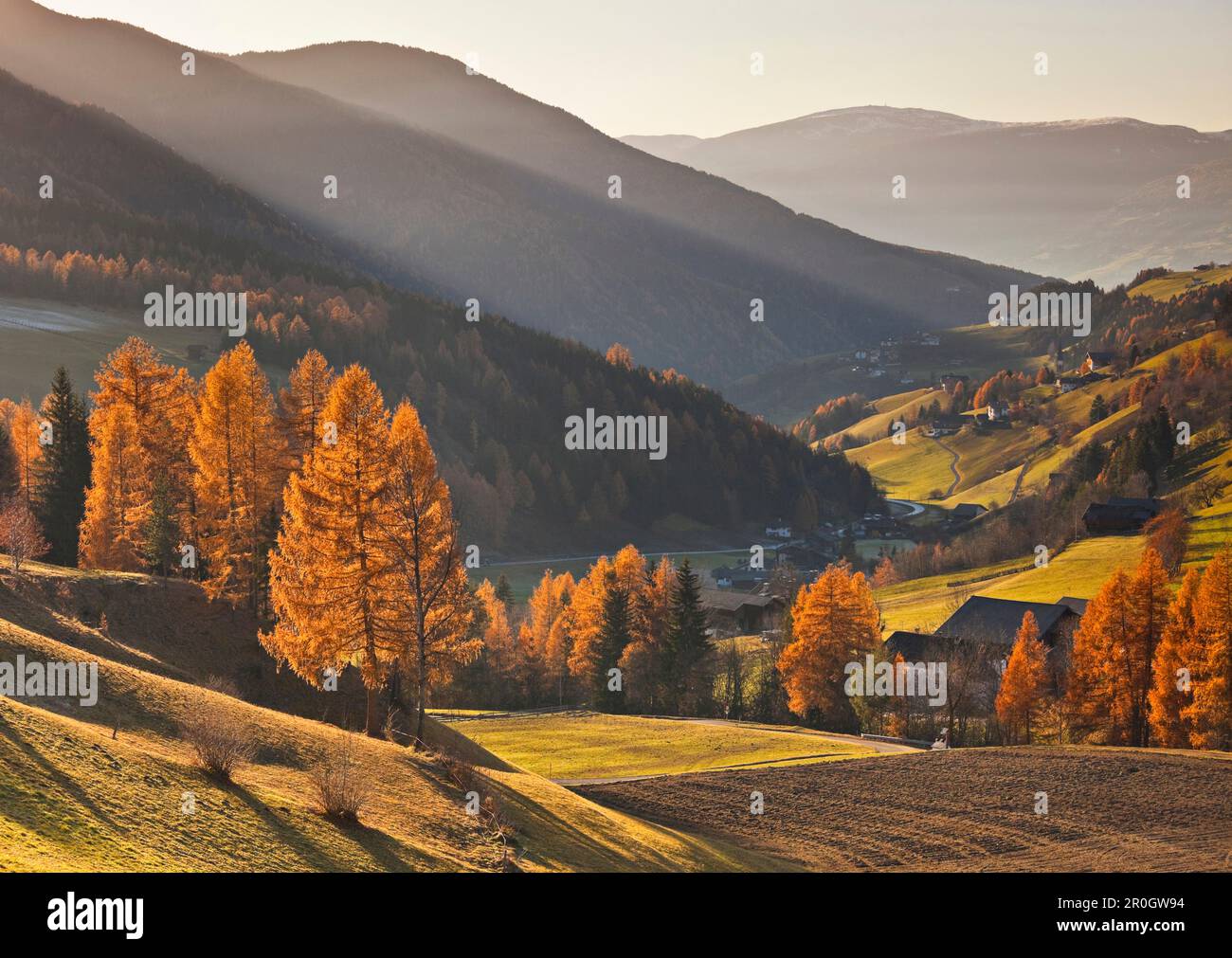 Birken in Herbstfarben, Villnoss-Tal, Dolomiten, Südtirol, Italien Stockfoto