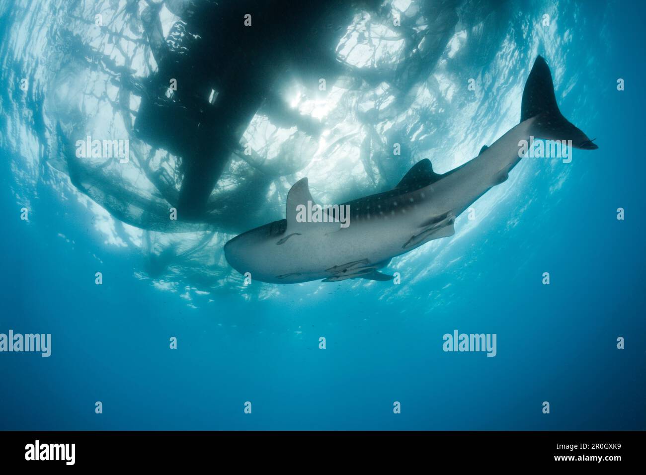 Walhai unter der Fischerplattform Bagan, Rhincodon Typus, Cenderawasih Bay, West Papua, Papua-Neuguinea, Neuguinea, Ozeanien Stockfoto