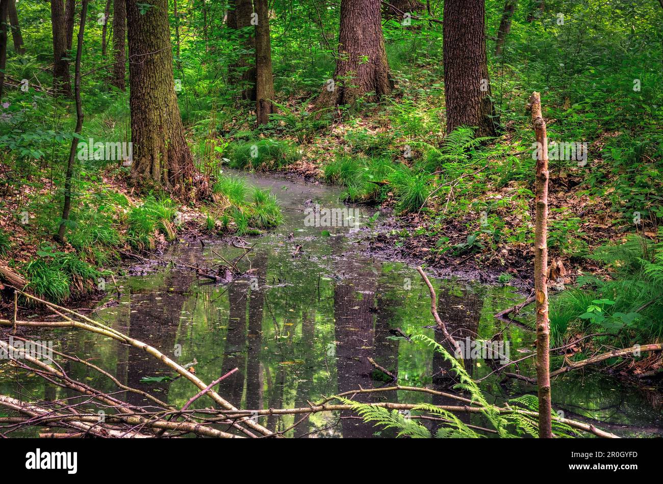 Wunderschöne grüne und charmante Natur im Wald. Fluss inmitten grüner Bäume in Frühlingslandschaft. Stockfoto