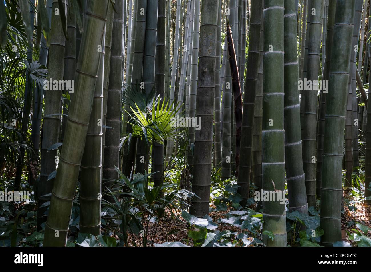 Ein ruhiger Zufluchtsort in die Natur in einem Bambushain in Frankreich Stockfoto