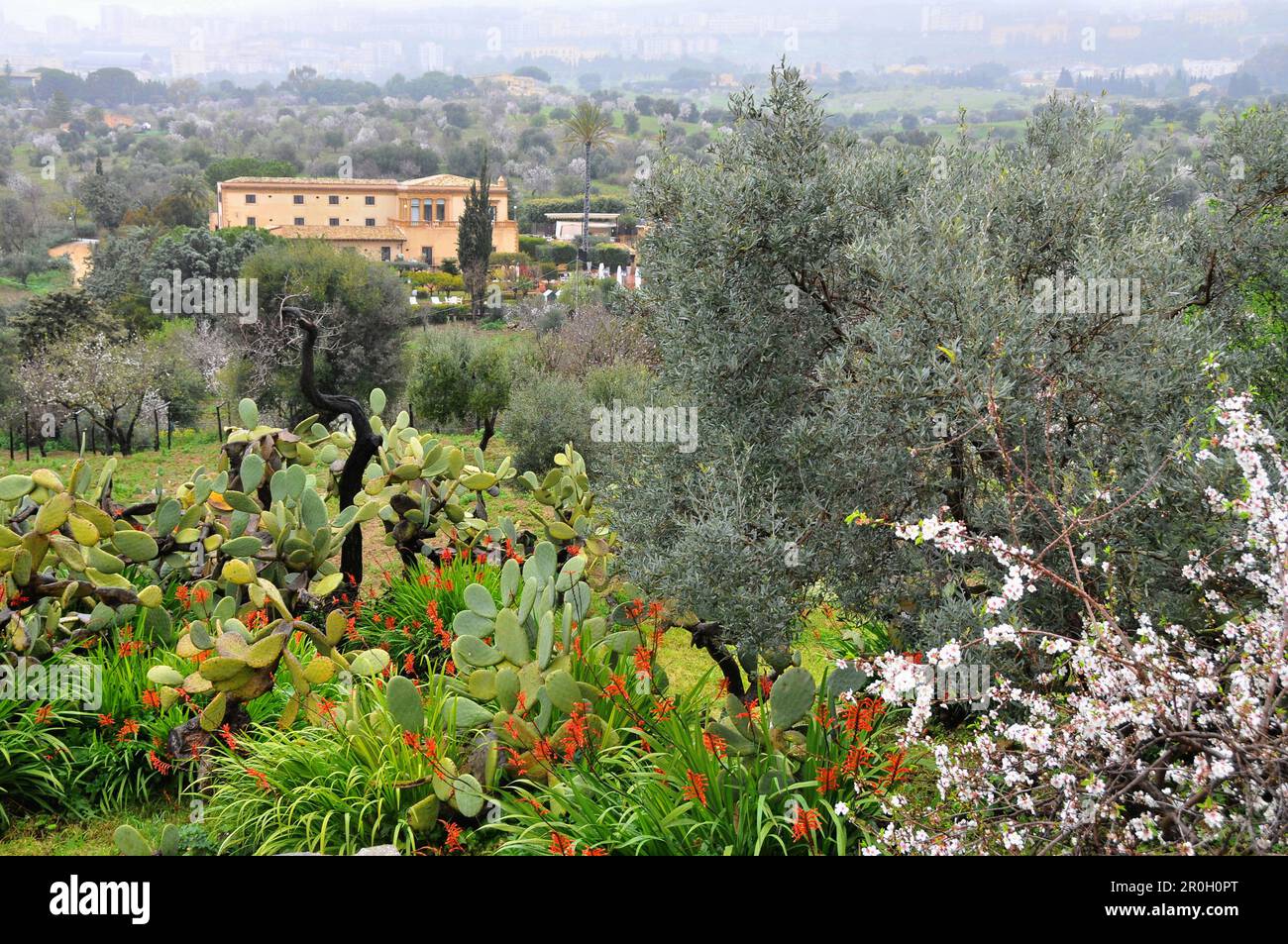 Almondblüten im Tal der Tempel, Agrigento, Provinz Agrigent, Südküste, Sizilien, Italien Stockfoto