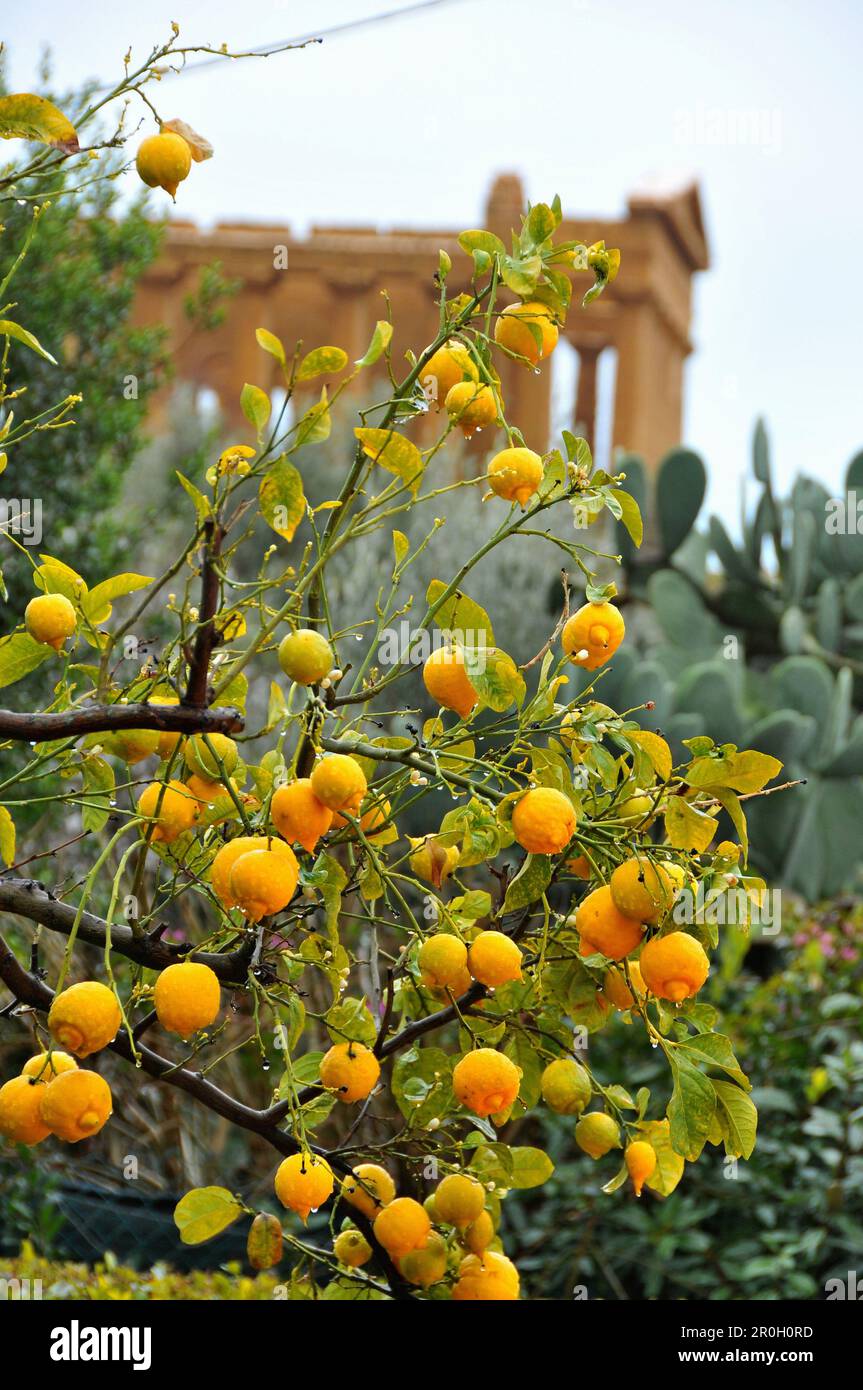 Zitrone am Tempel der Concordia im Tal der Tempel, Agrigento, Provinz Agrigent, Südküste, Sizilien, Italien Stockfoto