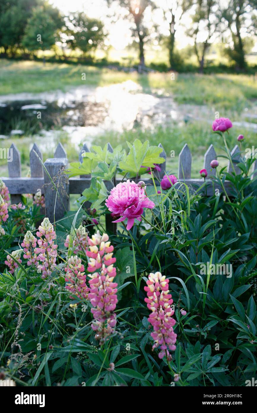 Lupinen und Pfingstrosen in einem Garten, Klein Thurow, Roggendorf, Mecklenburg-Vorpommern, Deutschland Stockfoto