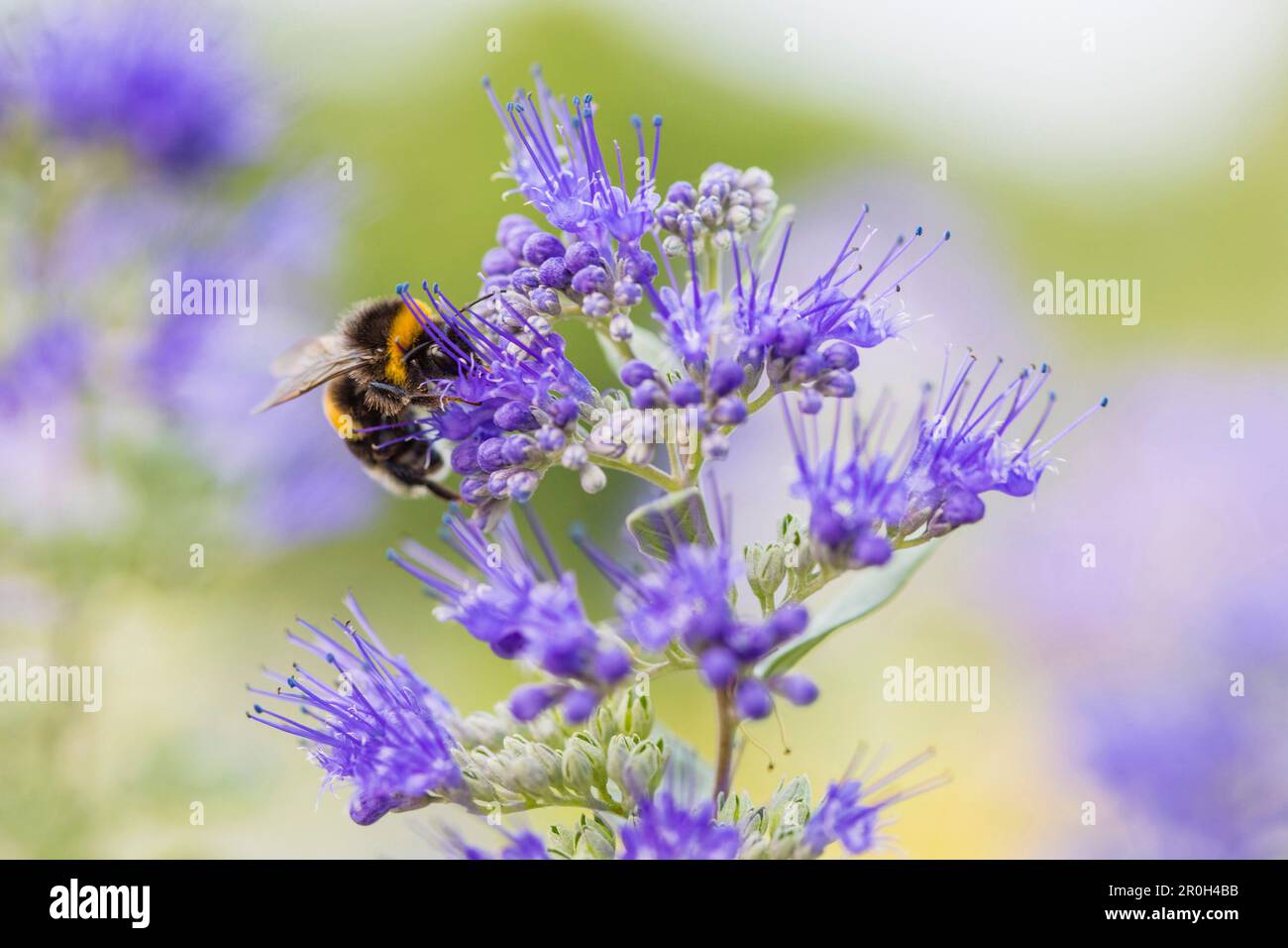 Hummel auf einer Blume, Schweiz, Europa Stockfoto