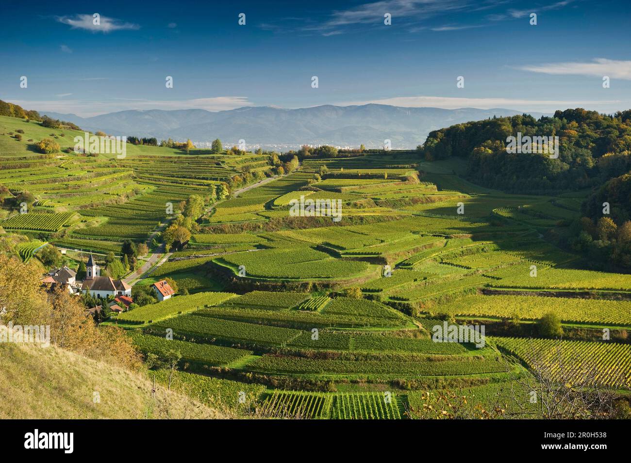 Hügel und Weinberge in Vogtsburg, im Hintergrund Freiburg im Breisgau und Schwarzwald, Kaiserstuhl, Baden-Württemberg, Deutschland, Europa Stockfoto