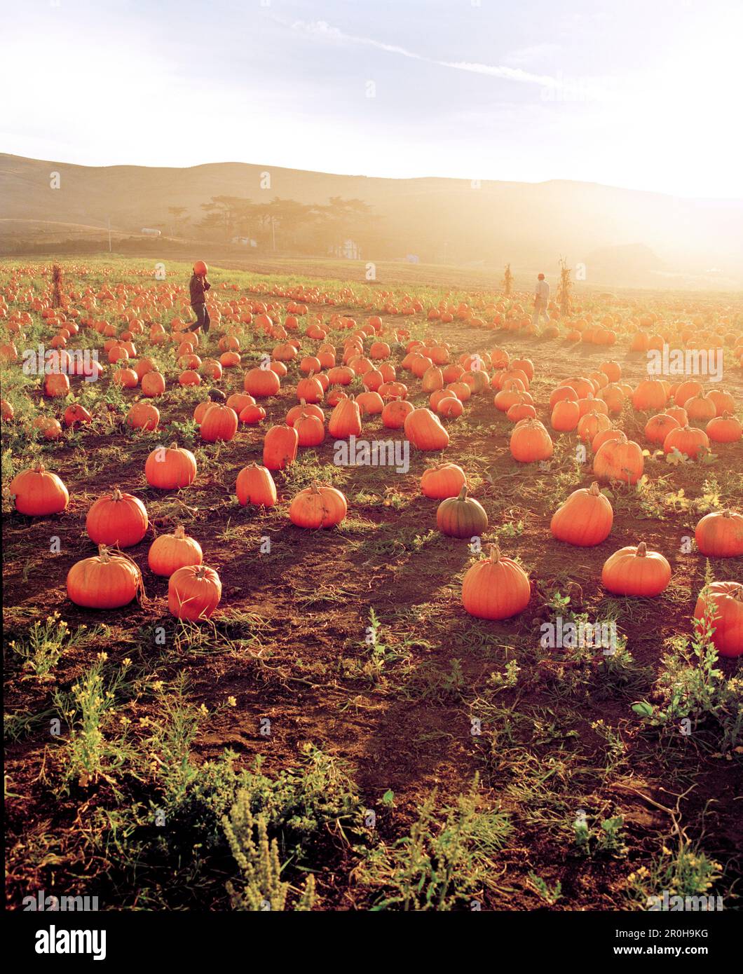 USA, Kalifornien, Farmer, die Kürbis auf Kürbisfeld tragen, Half Moon Bay Stockfoto