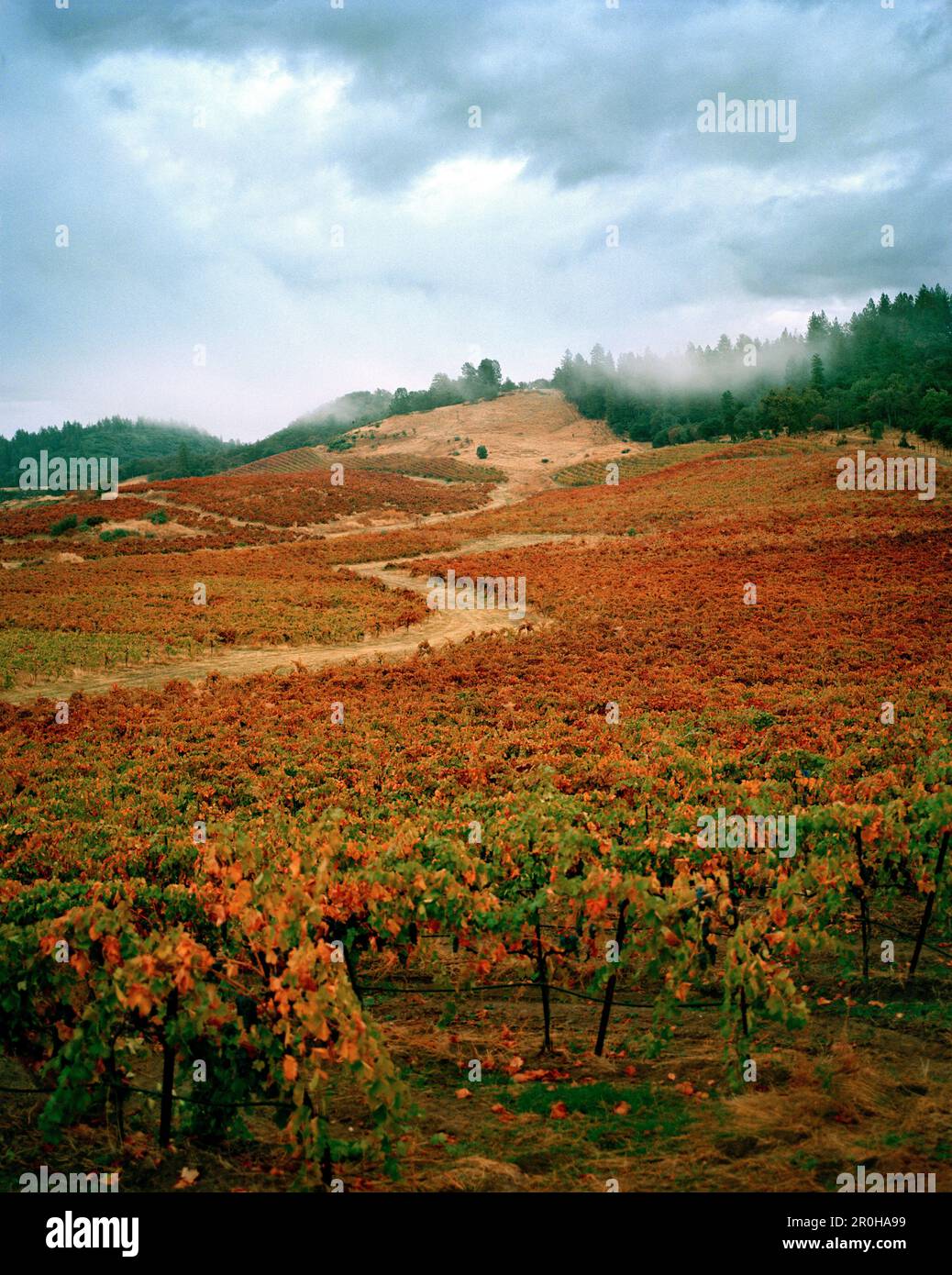 USA, Kalifornien, Gold Country Landschaft in der Sabon Estate Winery, Herbstfarben am Ende der Herbsternte, Plymouth Stockfoto