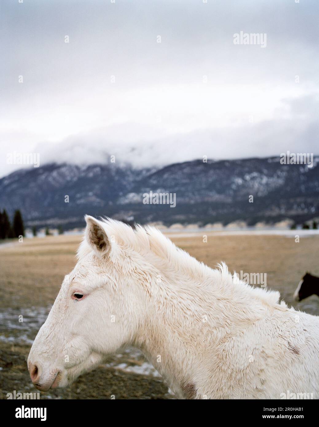 KANADA, weißes Pferd mit Bergen im Hintergrund, BC Rockies Stockfoto