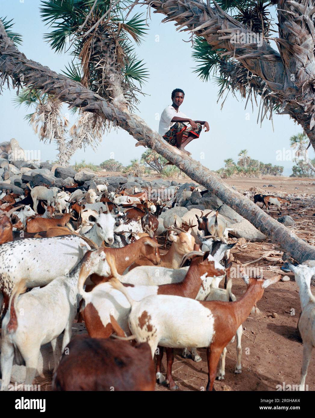 ERITREA, Beilul, ein junger Mann aus der Ferne pflegt sein Vieh in Dad Village Stockfoto