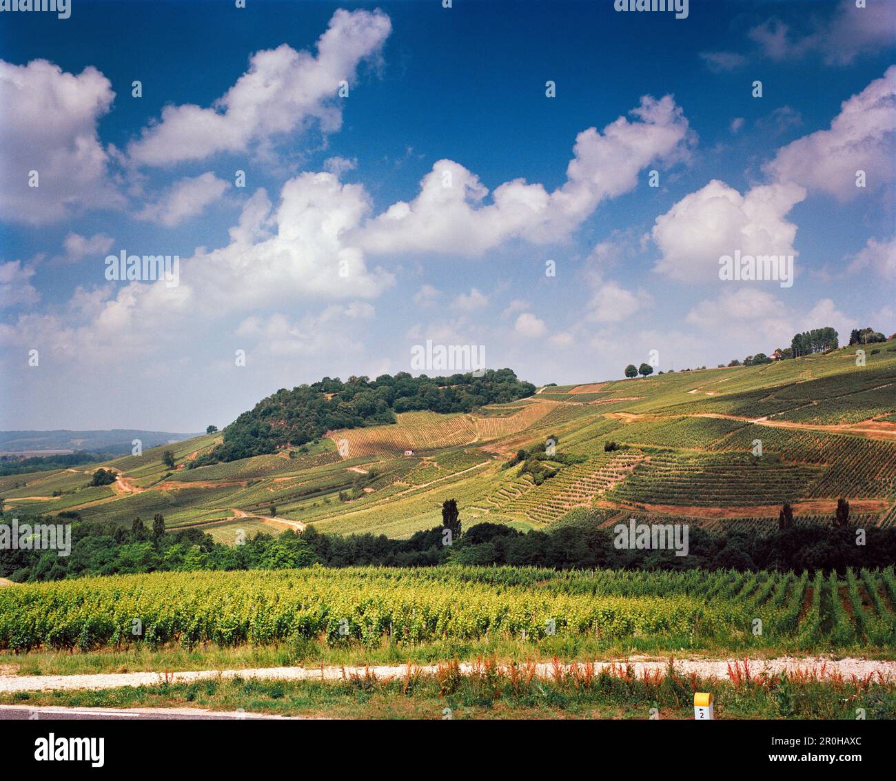 FRANKREICH, Franche-Comte, die Weinberge von Trauben, die zur Erzeugung von Vin Jaune angebaut werden, in der Nähe des Chateau Chalon in Ostfrankreich, Weinregion Jura Stockfoto