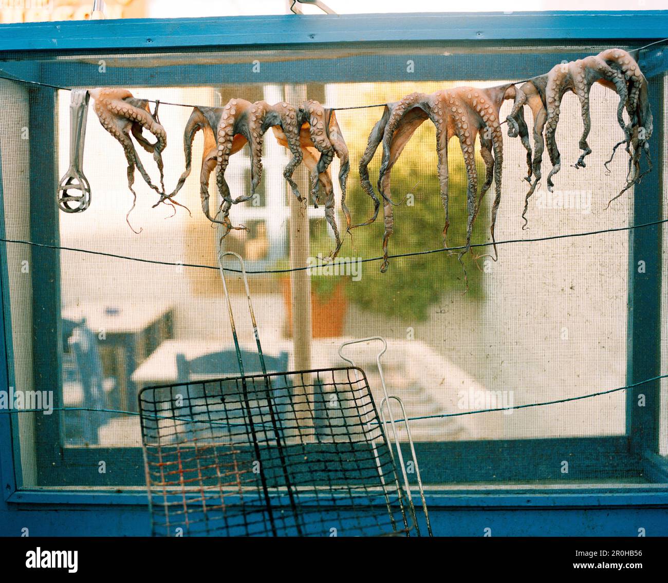 GRIECHENLAND, Patmos, Chora, Dodekanesische Insel, kleiner Tintenfisch hängen zum Trocknen in einem kleinen Restaurant in der Stadt Chora Stockfoto