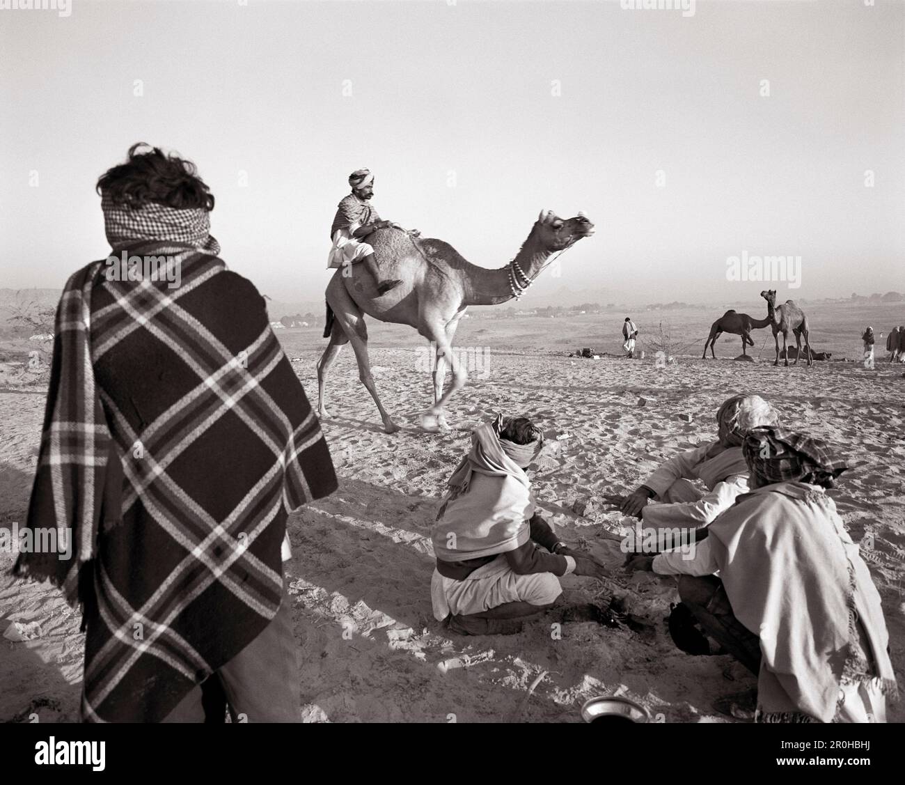 INDIEN, Rajasthan, Verkauf eines Kamels, Pushkar Camel Fair (B&W) Stockfoto