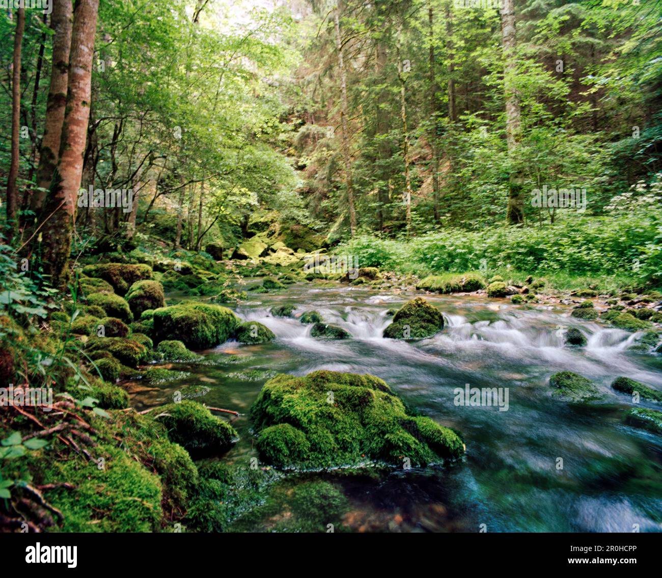SCHWEIZ, Motiers, ein Bach fließt durch den Wald in einer Gegend, die als Cascade de Motiers, Jura-Region bekannt ist Stockfoto