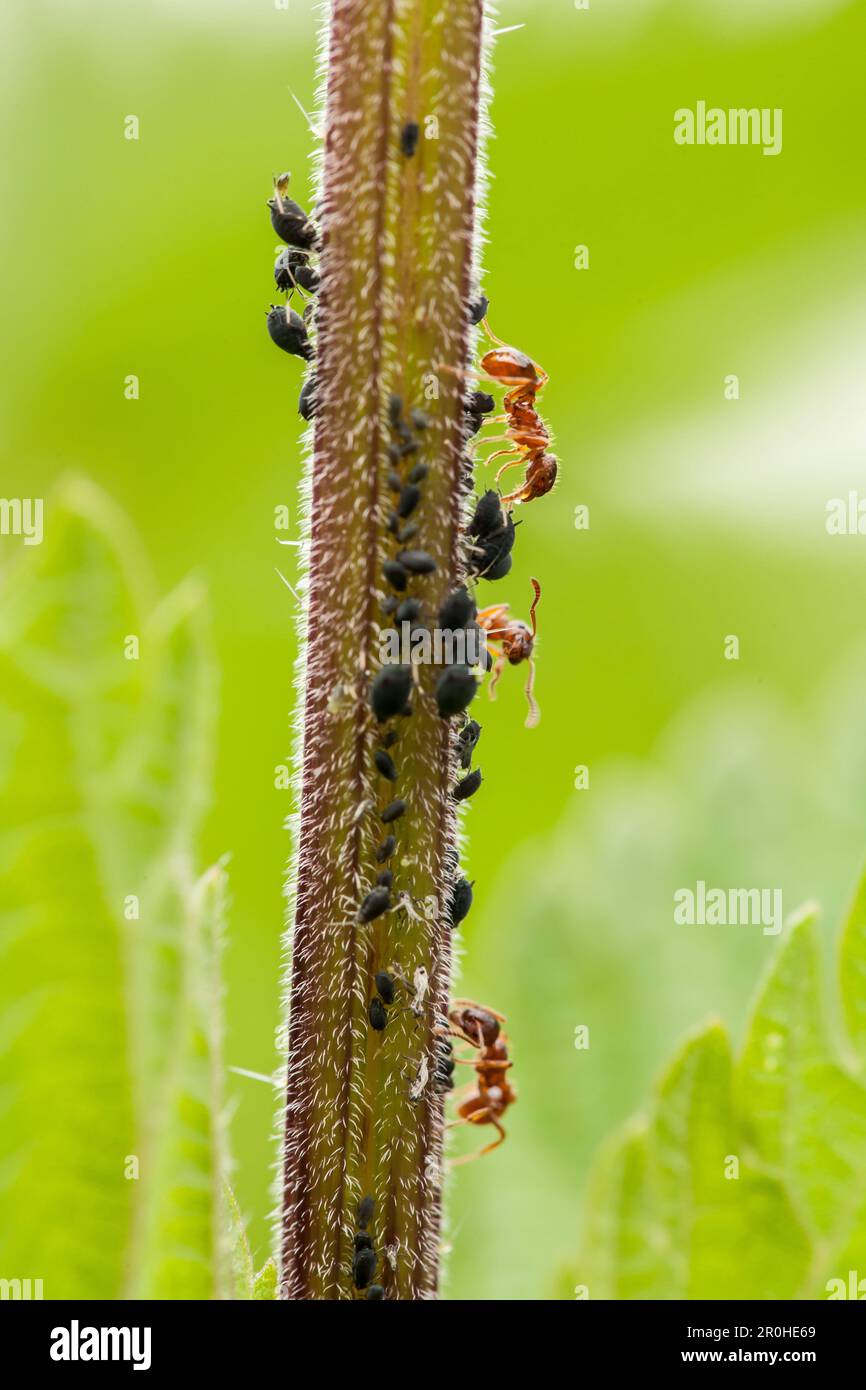 Ameisen (Formicidae), Melkblattläuse, Deutschland Stockfoto