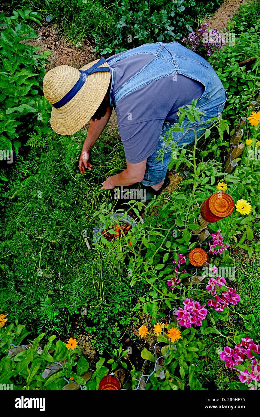 Eine Person, die Gartenarbeit leistet, Karotten erntet Stockfoto