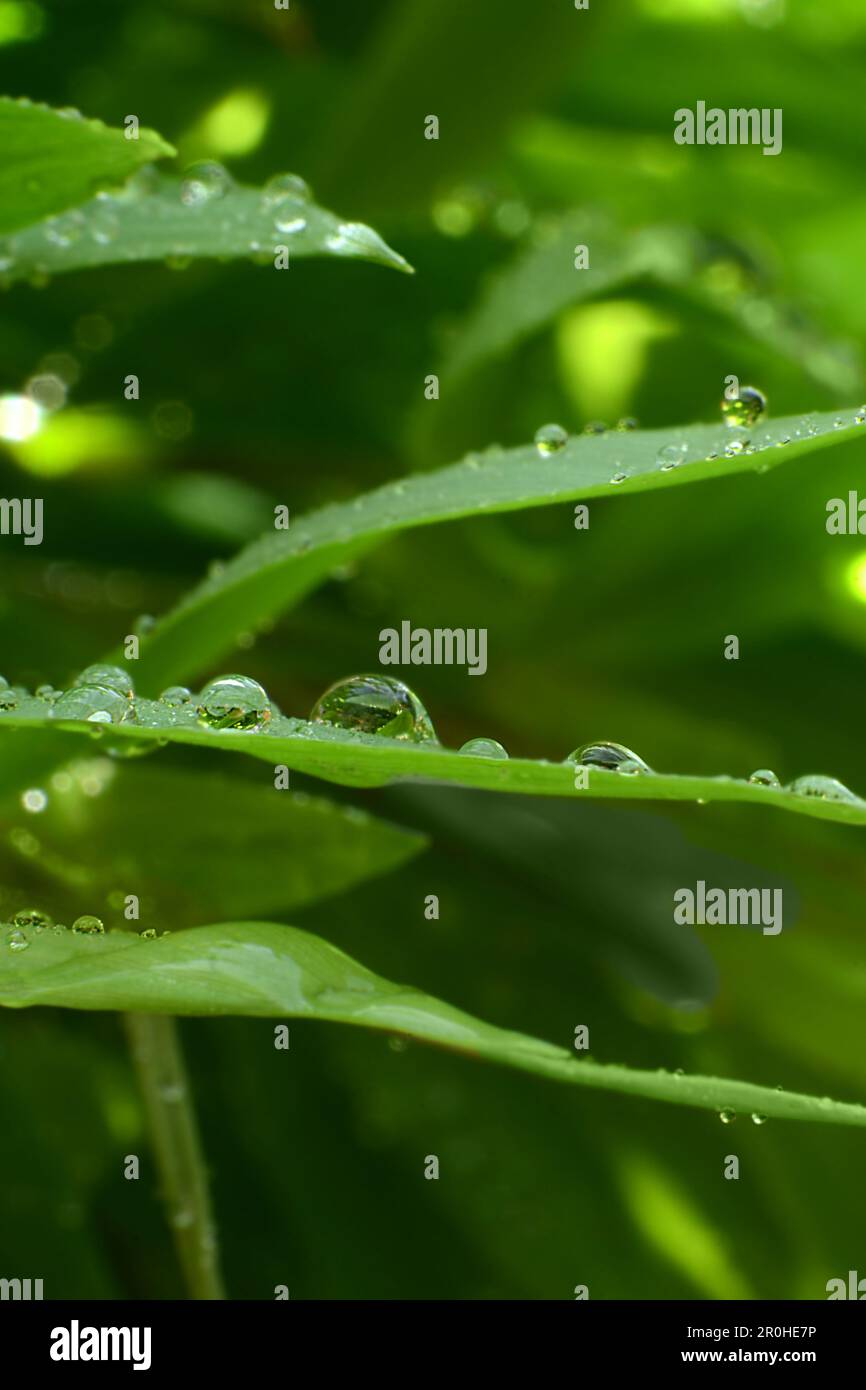 Wasser tropft auf einem Gras und die Blätter funkeln in der Sonne Stockfoto