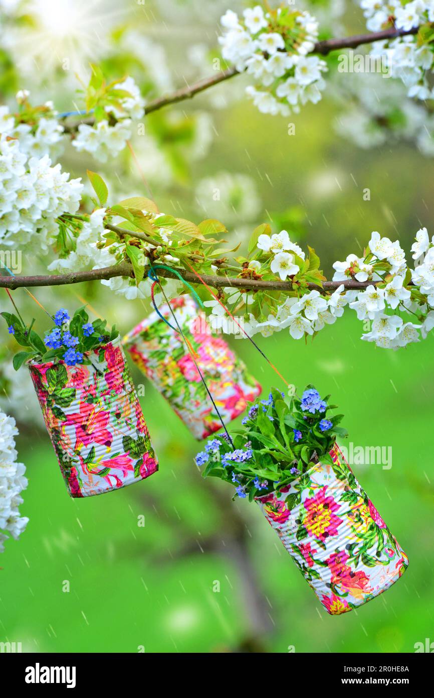 Holz Vergissmeinnicht, Waldland Vergissmeinnicht (Myosotis sylvatica), blühende Vergissmeinnots in bunt bemalten Blechdosen, die an einem Kirschbaum hängen Stockfoto