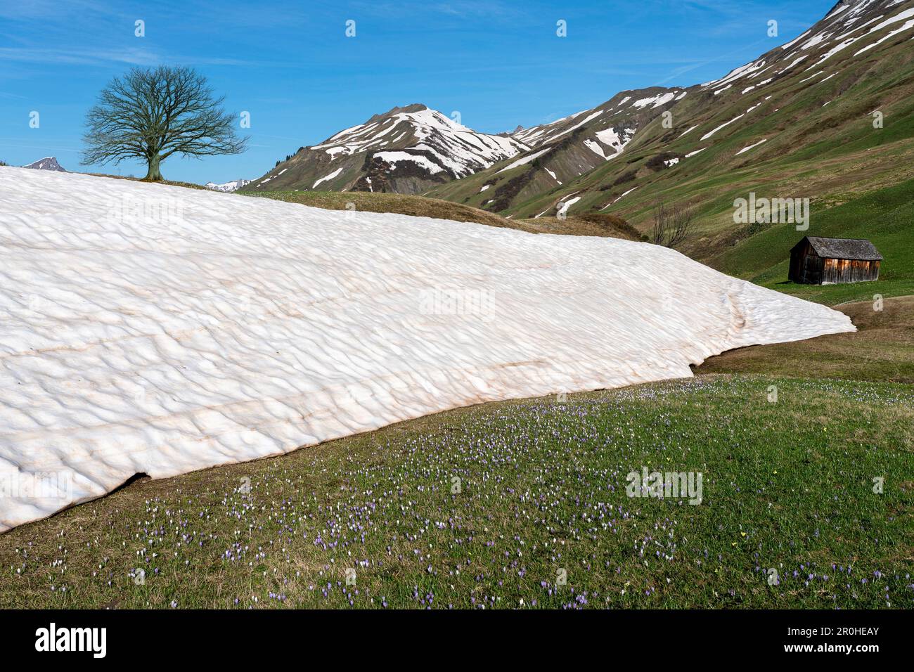 Schneereste und blühende wilde Krokusse auf einer Bergwiese, Österreich, Tirol, Region-Hochtannberg-Pass Stockfoto