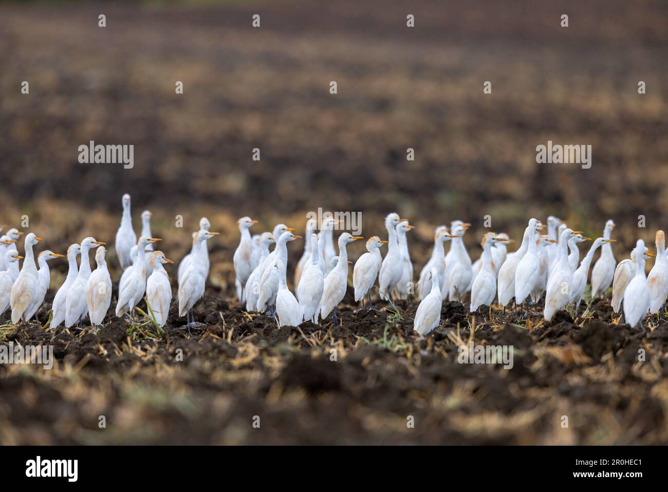 Rinderreiher, Fischreiher (Ardeola ibis, Bubulcus ibis), Gruppe auf einem Feld, Spanien, Andalusien, Tarifa Stockfoto