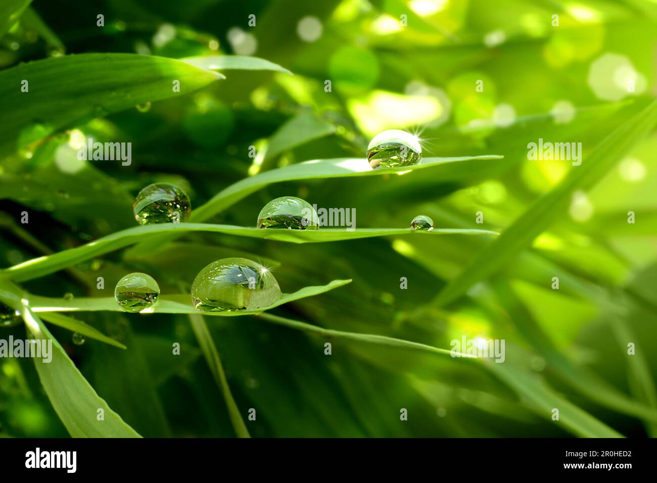 Wasser tropft auf einem Gras und die Blätter funkeln in der Sonne Stockfoto