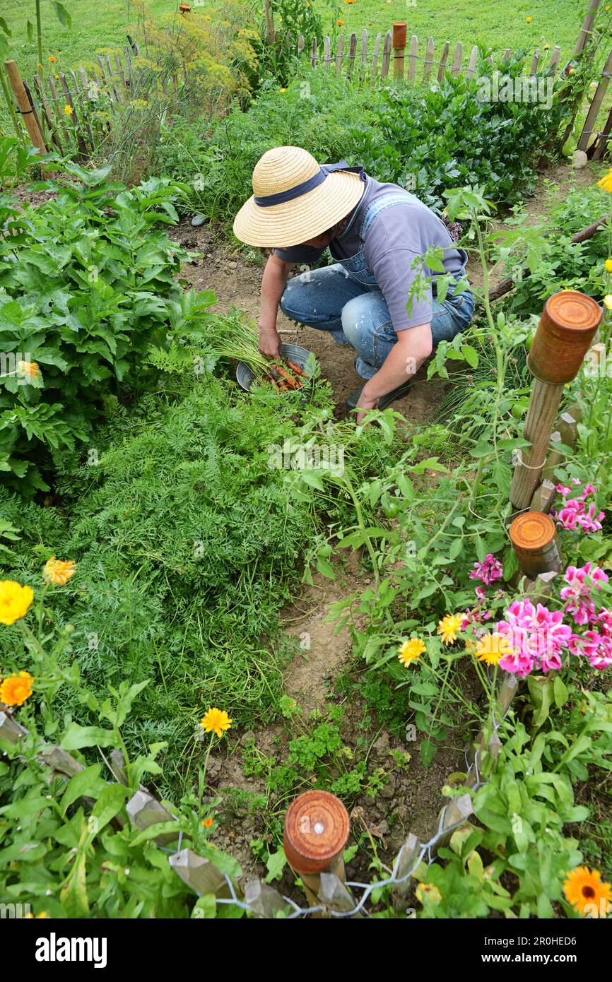 Eine Person, die Gartenarbeit leistet, Karotten erntet Stockfoto