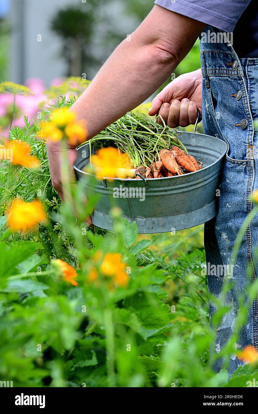 Eine Person, die Gartenarbeit leistet, Karotten erntet Stockfoto