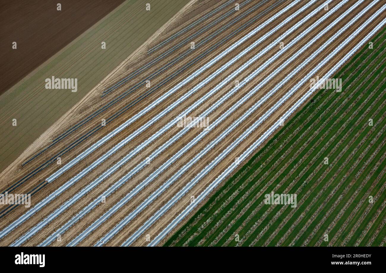 Obstplantagen in Hesbaye, Belgien, Limburg, Hespengau Stockfoto