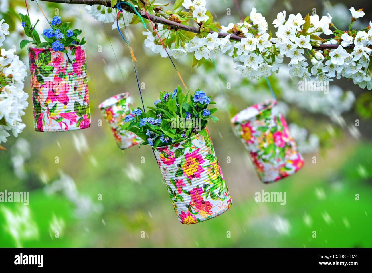Holz Vergissmeinnicht, Waldland Vergissmeinnicht (Myosotis sylvatica), blühende Vergissmeinnots in bunt bemalten Blechdosen, die an einem Kirschbaum hängen Stockfoto