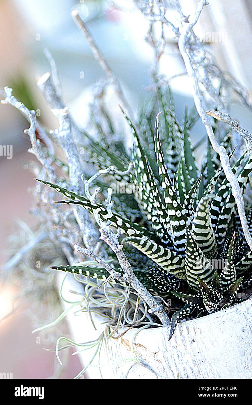 Zebra Plant (Haworthia fasciata „Big Band“, Haworthia fasciata Big Band), Kultivar Big Band in Blumentopf mit weißen Zweigen Stockfoto