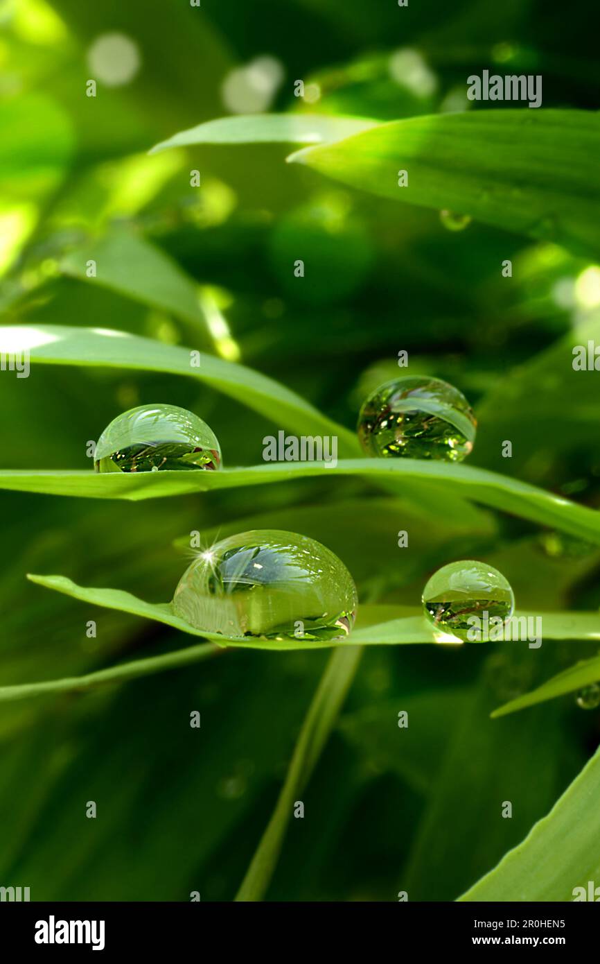 Wasser tropft auf einem Gras und die Blätter funkeln in der Sonne Stockfoto