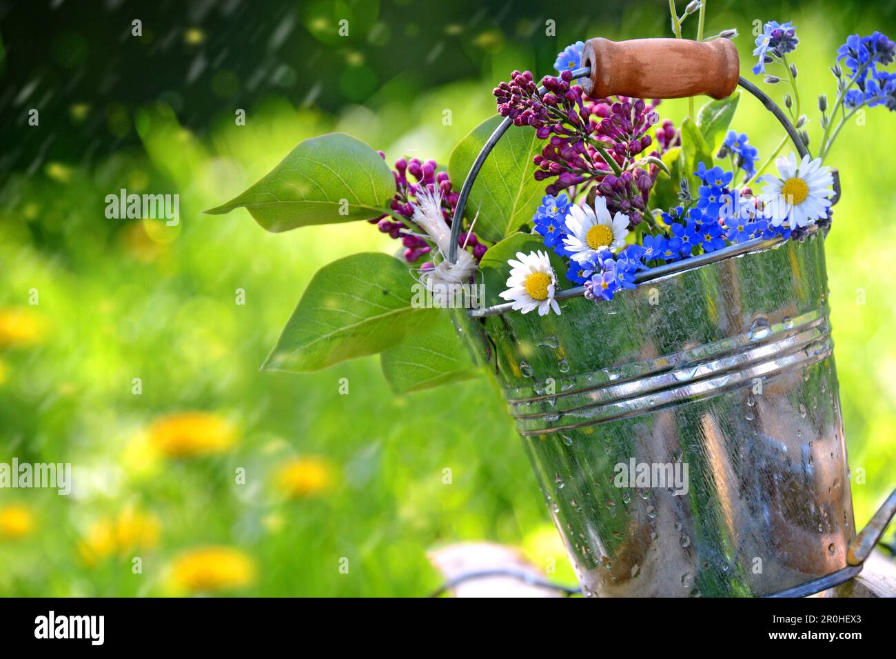 Kleiner Gartenstrauß mit gemeinem Flieder, Gänseblümchen und vergessen-mich-nicht in einem Blecheimer im Regen, Deutschland Stockfoto