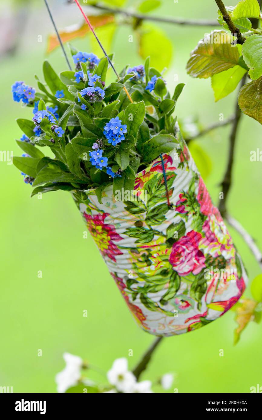Holz Vergissmeinnicht, Waldland Vergissmeinnicht (Myosotis sylvatica), blühende Vergissmeinnots in bunt bemalten Blechdosen, die an einem Kirschbaum hängen Stockfoto