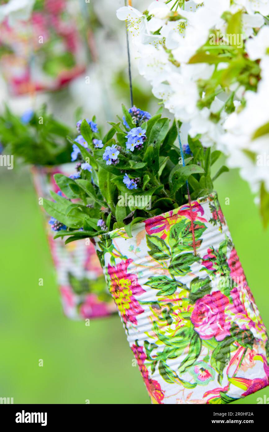 Holz Vergissmeinnicht, Waldland Vergissmeinnicht (Myosotis sylvatica), blühende Vergissmeinnots in bunt bemalten Blechdosen, die an einem Kirschbaum hängen Stockfoto